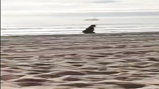 Austin Reign Public Blowjob Premium Snapchat Video