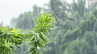 [OnlyFans] Octokuro Sensual Rainforest Fuck In Bikini