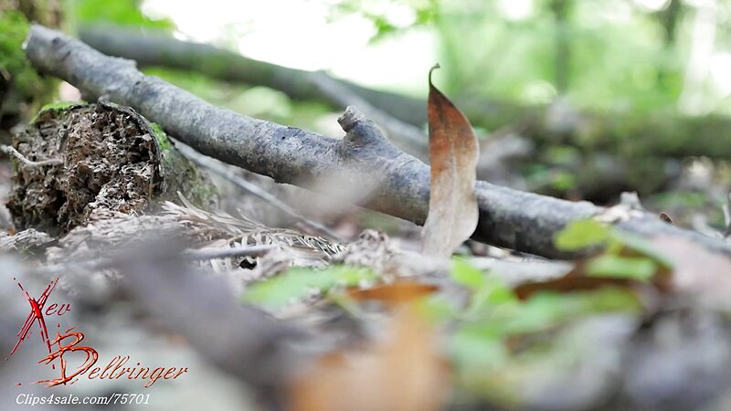 Xev Bellringer Outdoor Thirst Busting Blowjob in Roleplay POV Sextape