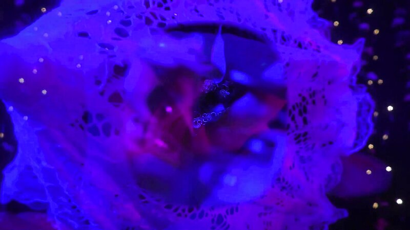Baby Bella ASMR - 7 May 2026 - ASMR - Saccharine Succubus Dominates Your Soul