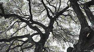 Amouranth And Jessica Nigri Collab Cosplay Video Leaked